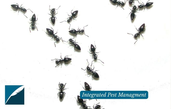 An image of black ants crawling on a white surface. To the left is the DHPSNY logo and to the right is text that says, "Integrated Pest Management."