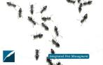 An image of black ants crawling on a white surface. To the left is the DHPSNY logo and to the right is text that says, "Integrated Pest Management."